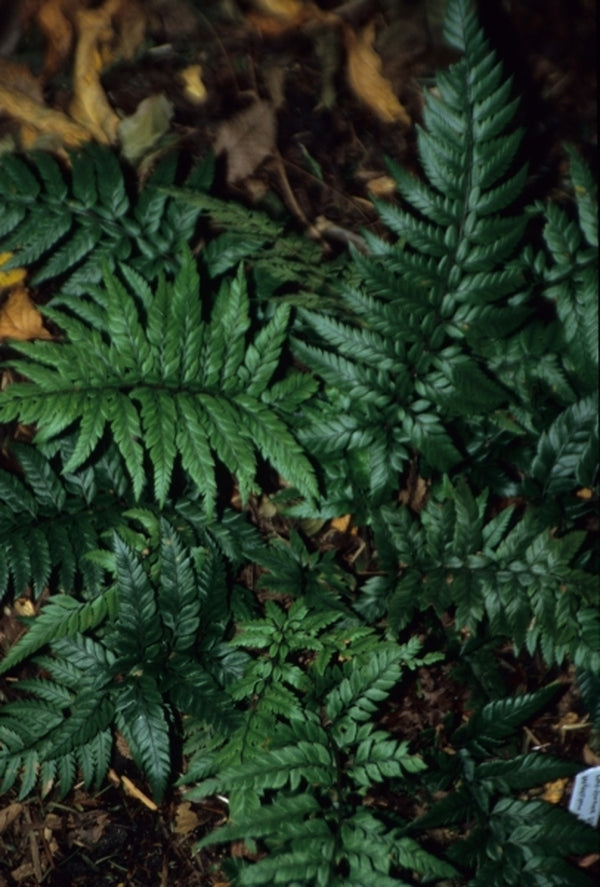 Image of Polystichum tsus-simense|Juniper Level Botanic Gdn, NC|JLBG