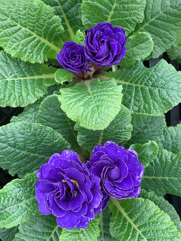 Image of Primula vulgaris 'Belarina Blue Champion' PPAFtaken at Juniper Level Botanic Gdn, NC by C. Hardison