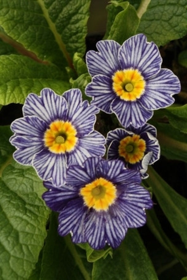 Image of Primula vulgaris 'Zebra Blue'taken at Juniper Level Botanic Gdn, NC by JLBG