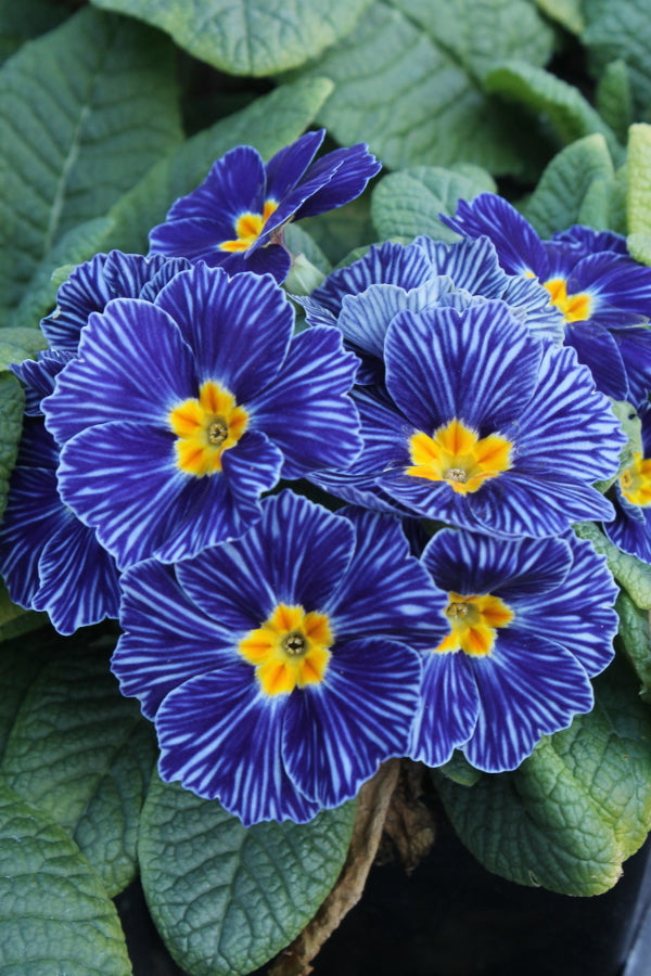 Image of Primula vulgaris 'Zebra Blue'taken at Juniper Level Botanic Gdn, NC by JLBG