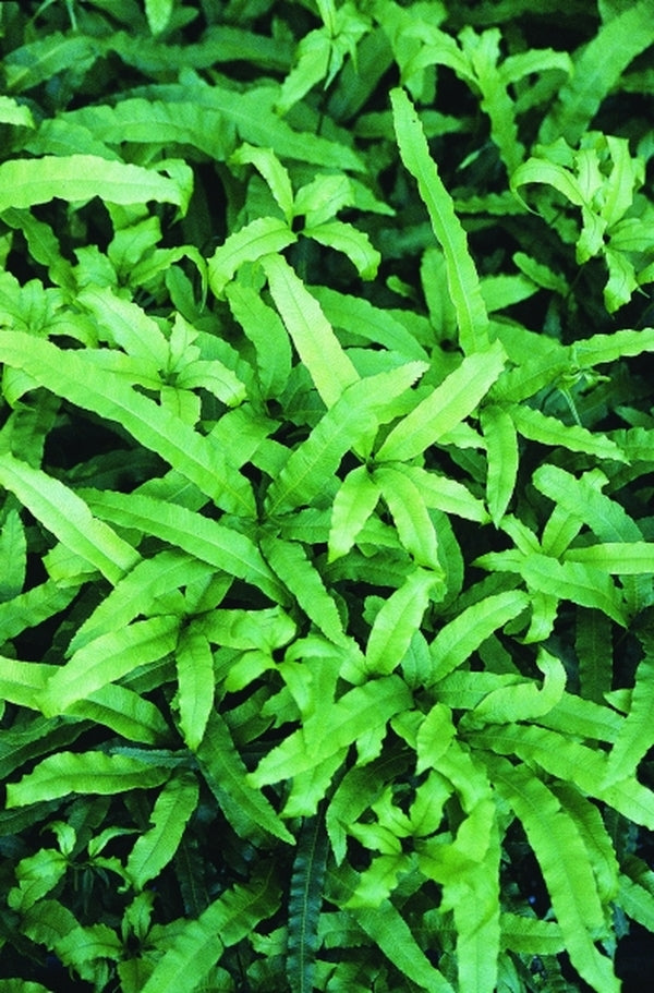 Image of Pteris cretica var. cretica 'Marianna'|Juniper Level Botanic Gdn, NC|JLBG