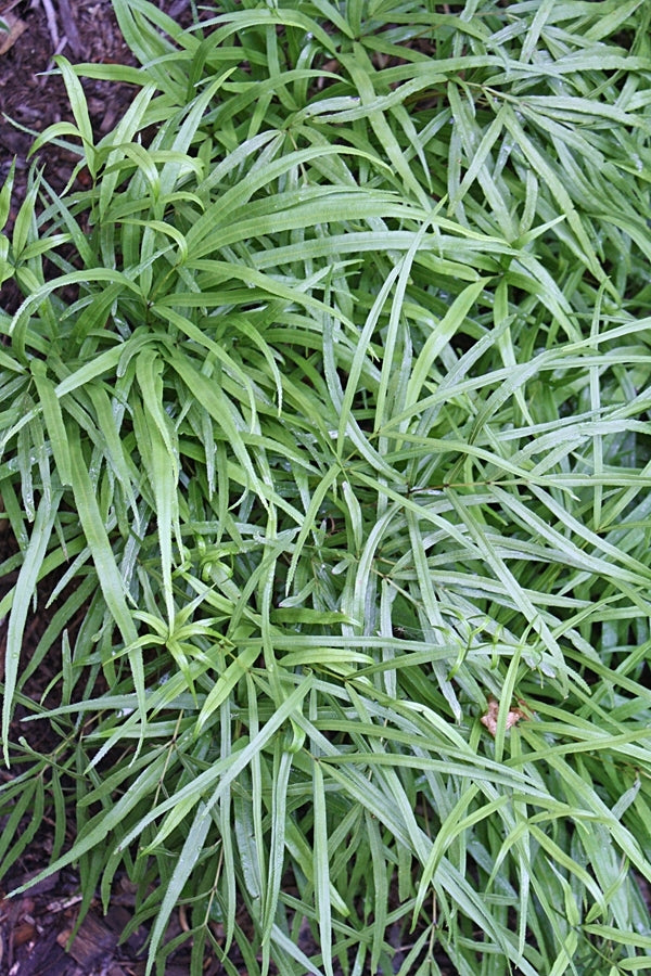 Image of Pteris cretica var. cretica 'Ping Wu'|Juniper Level Botanic Gdn, NC|JLBG