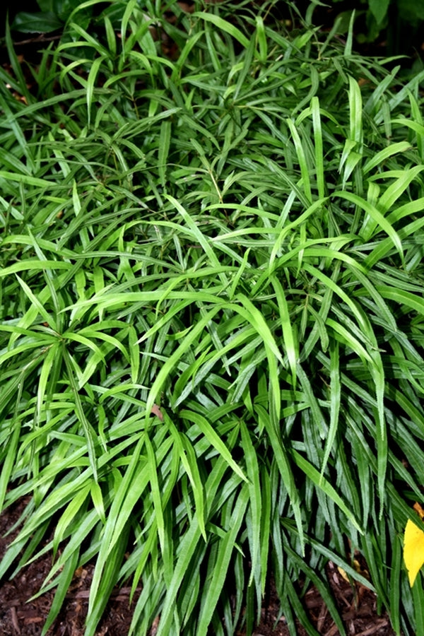 Image of Pteris cretica var. cretica 'Ping Wu'||