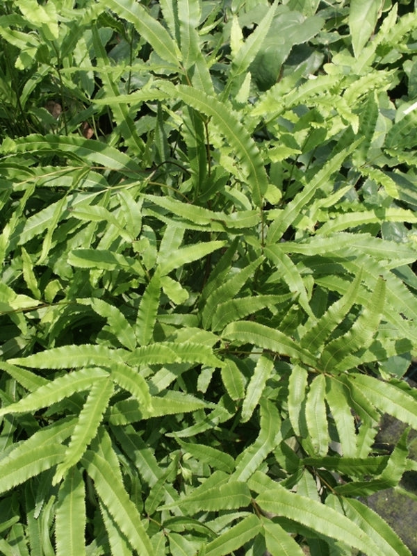 Image of Pteris cretica var. laeta HH03CH097|Juniper Level Botanic Gdn, NC|JLBG