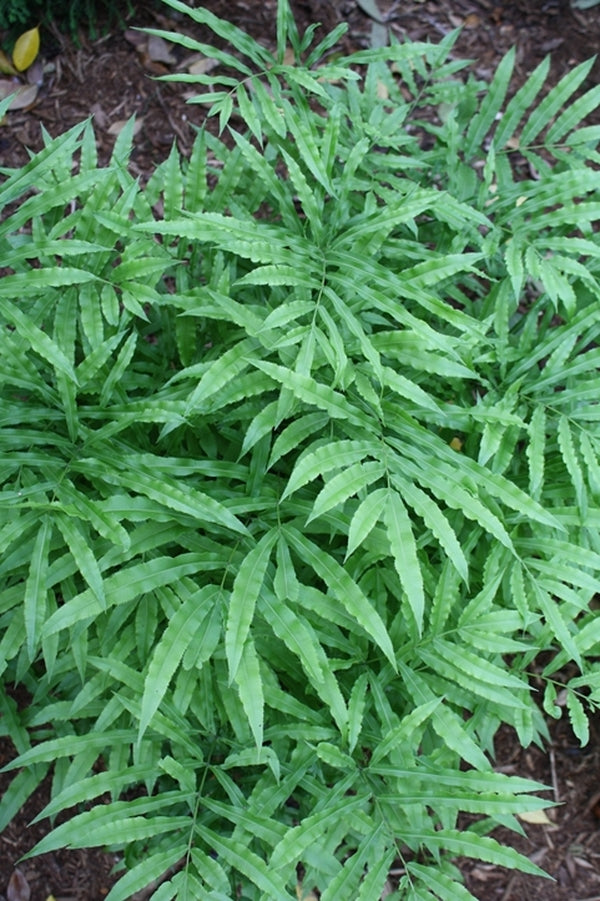 Image of Pteris cretica var. laeta 'Wu Wu'|Juniper Level Botanic Gdn, NC|JLBG