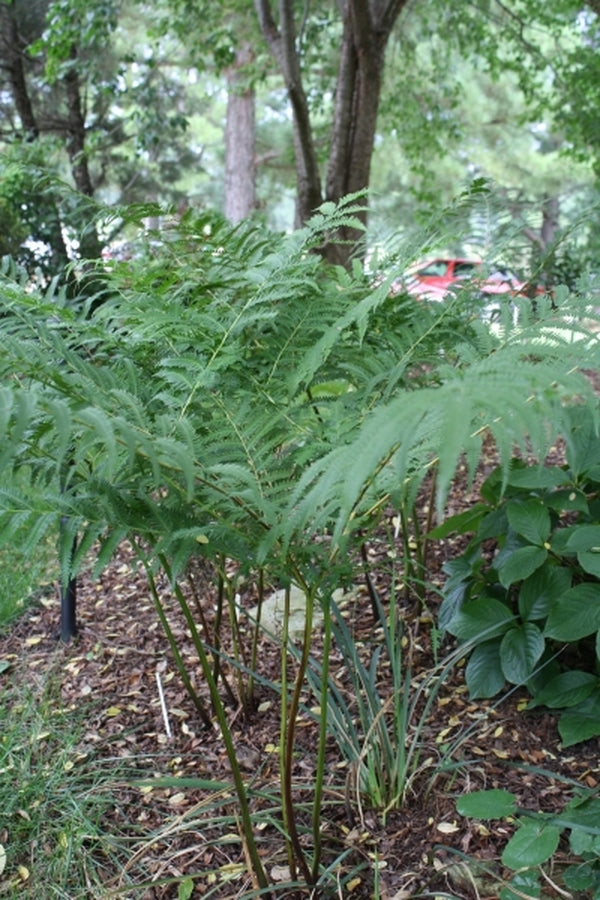 Image of Pteris wallichiana 'Hualien Giant'taken at Juniper Level Botanic Gdn, NC by JLBG