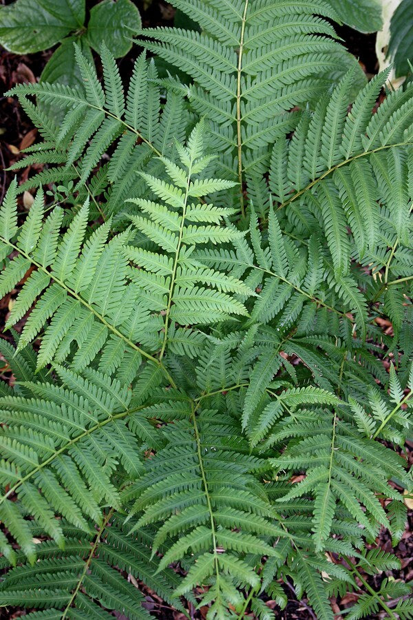 Image of Pteris wallichiana 'Hualien Giant'taken at Juniper Level Botanic Gdn, NC by JLBG
