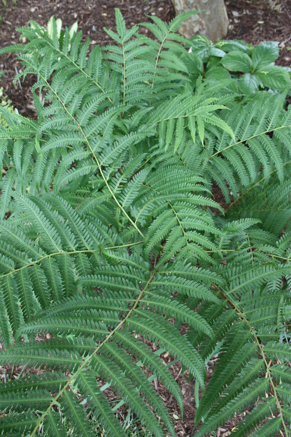 Image of Pteris wallichiana 'Hualien Giant'
