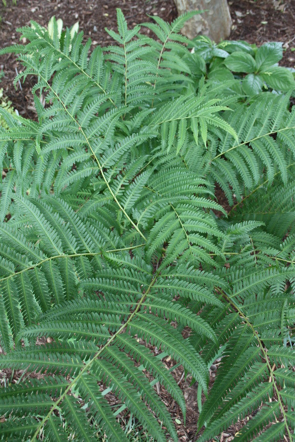 Image of Pteris wallichiana 'Taoshan Trail' |Juniper Level Botanic Gdn, NC|JLBG