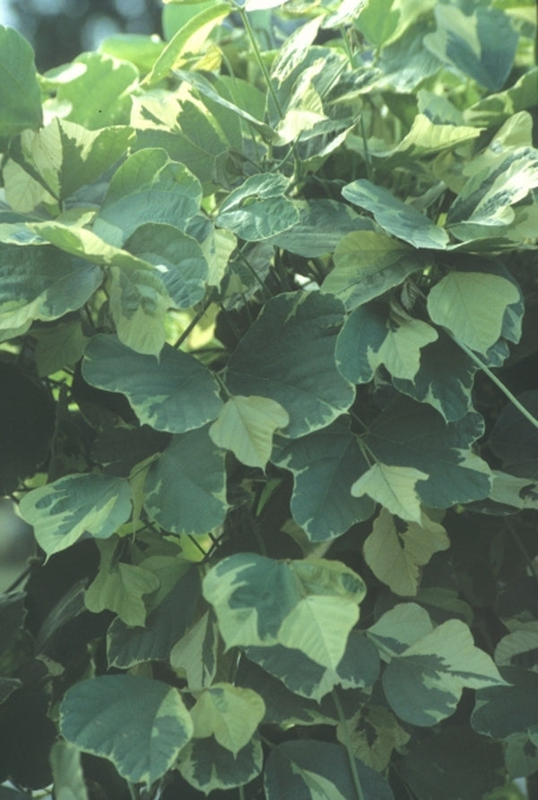 Image of Pueraria lobata 'Sherman's Ghost' NOT OUTSIDE NCtaken at Terra Nova Nurseries, OR