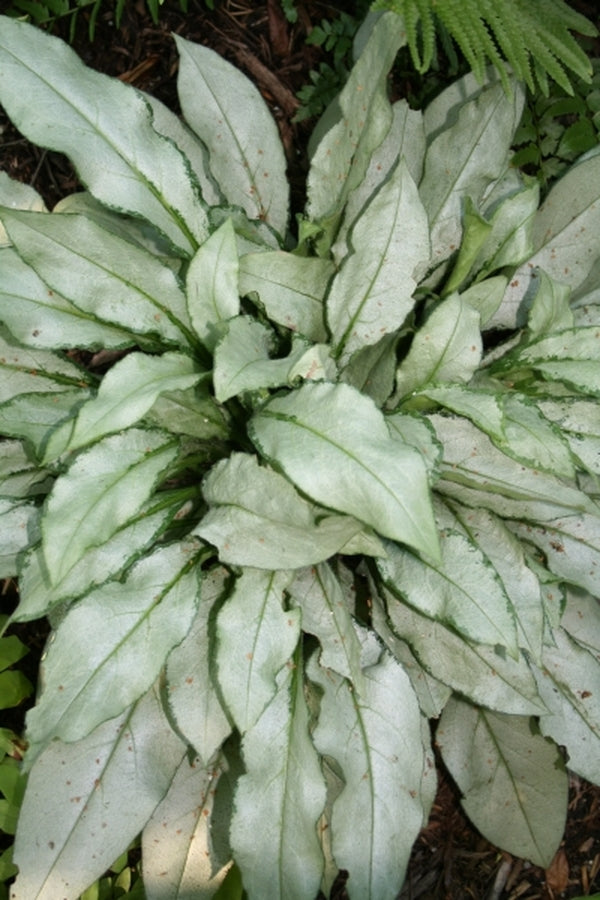 Image of Pulmonaria 'Majeste'|Juniper Level Botanic Gdn, NC|JLBG