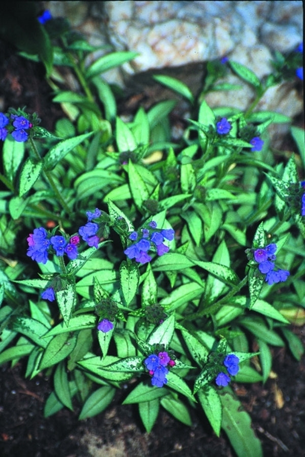 Image of Pulmonaria 'Samourai'|Juniper Level Botanic Gdn, NC|JLBG