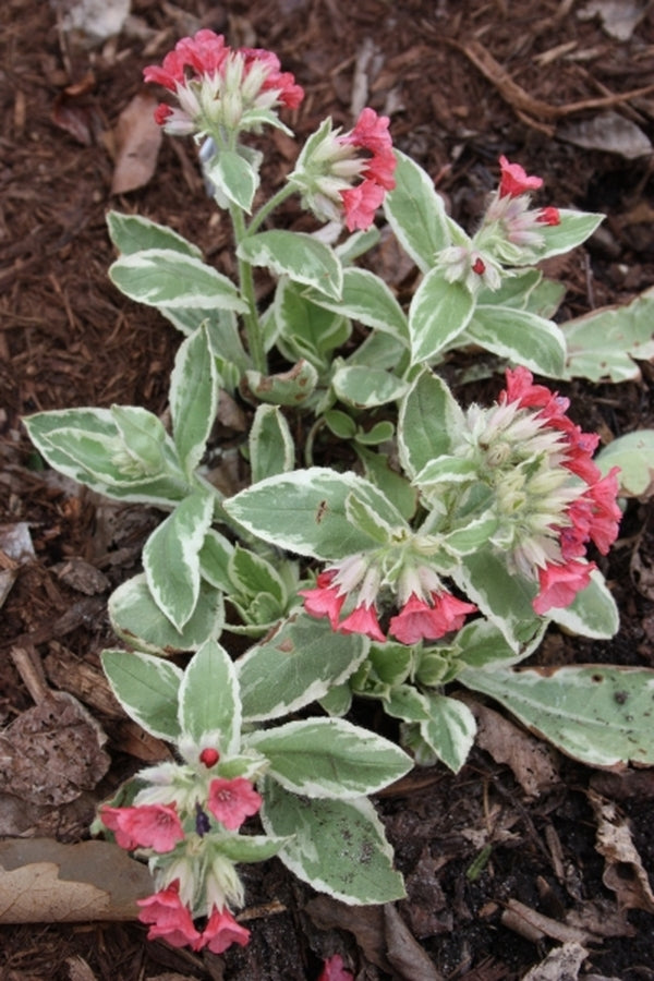Image of Pulmonaria rubra 'David Ward'||