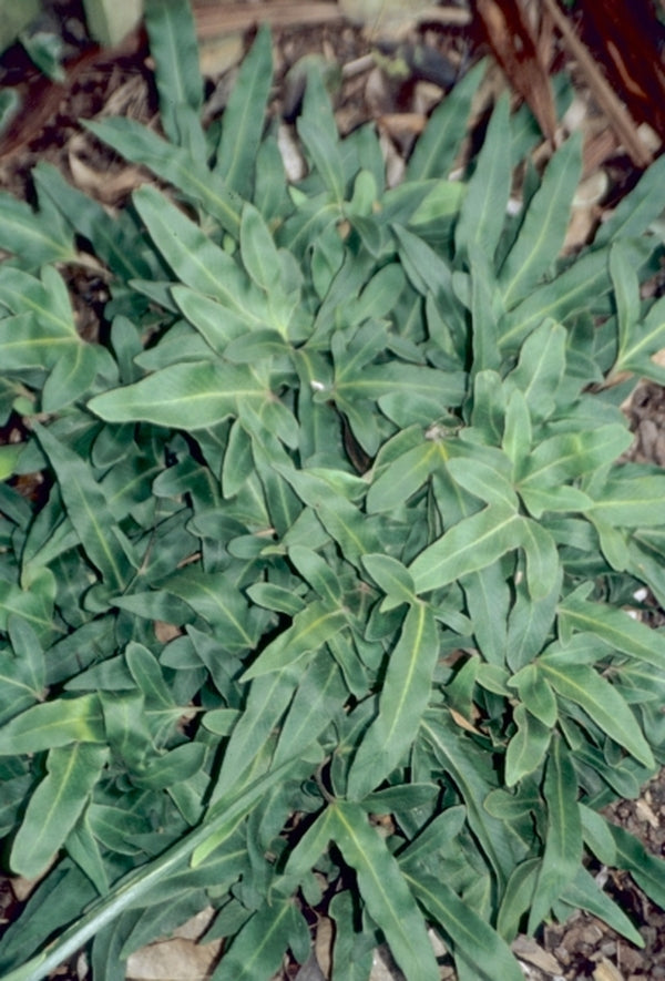Image of Pyrrosia hastata|J.C. Raulston Arboretum, NC|