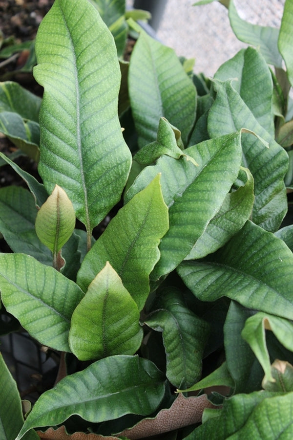 Image of Pyrrosia lingua 'Cuspidata'|Juniper Level Botanic Gdn, NC|JLBG