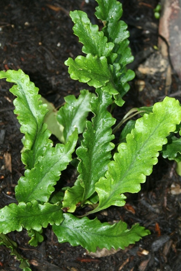 Image of Pyrrosia lingua 'Tachiba Koryu'|Juniper Level Botanic Gdn, NC|JLBG
