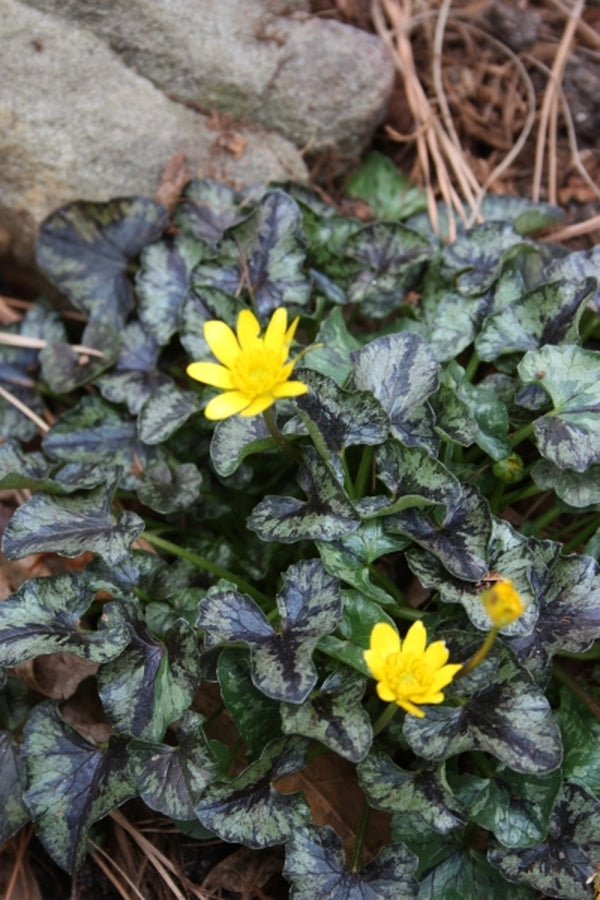 Image of Ranunculus ficaria 'Brambling'||
