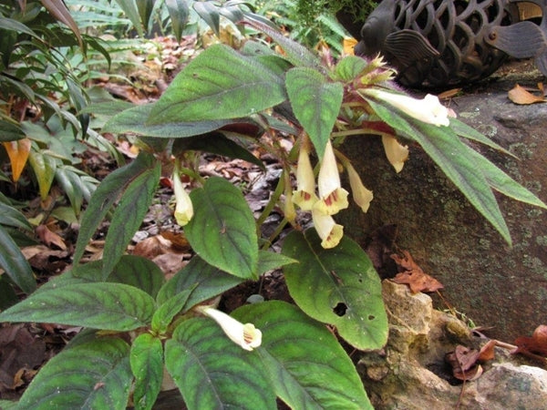 Image of Raphiocarpus petelotii 'Finale'|O. Johnson Gdn, GA|O. Johnson