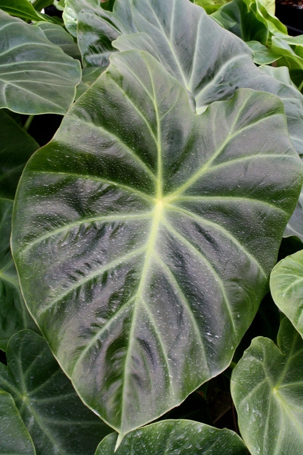 Image of Remusatia vivipara 'Son La'||