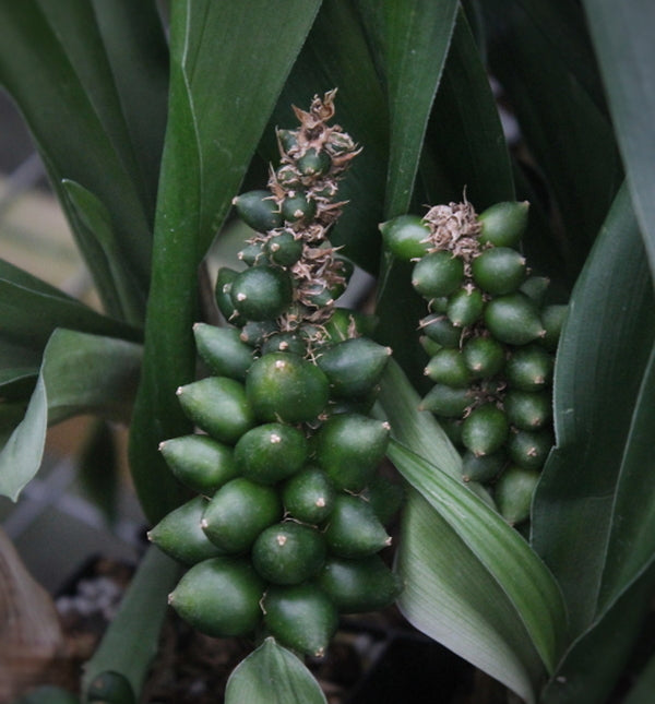 Image of Rohdea chinensis var. chinensis 'Green Panda'||
