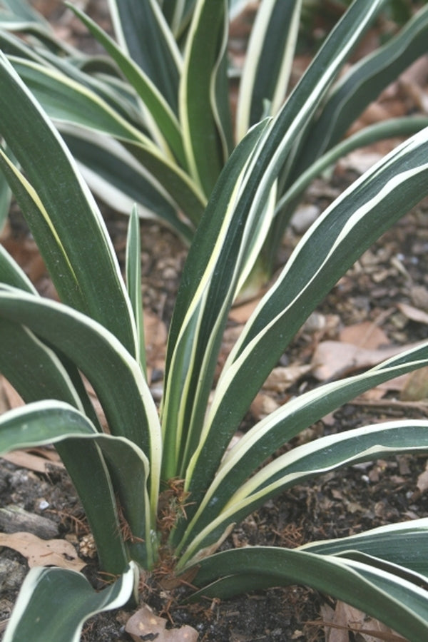 Image of Rohdea japonica 'Fuji No Yuki'|Juniper Level Botanic Gdn, NC|JLBG