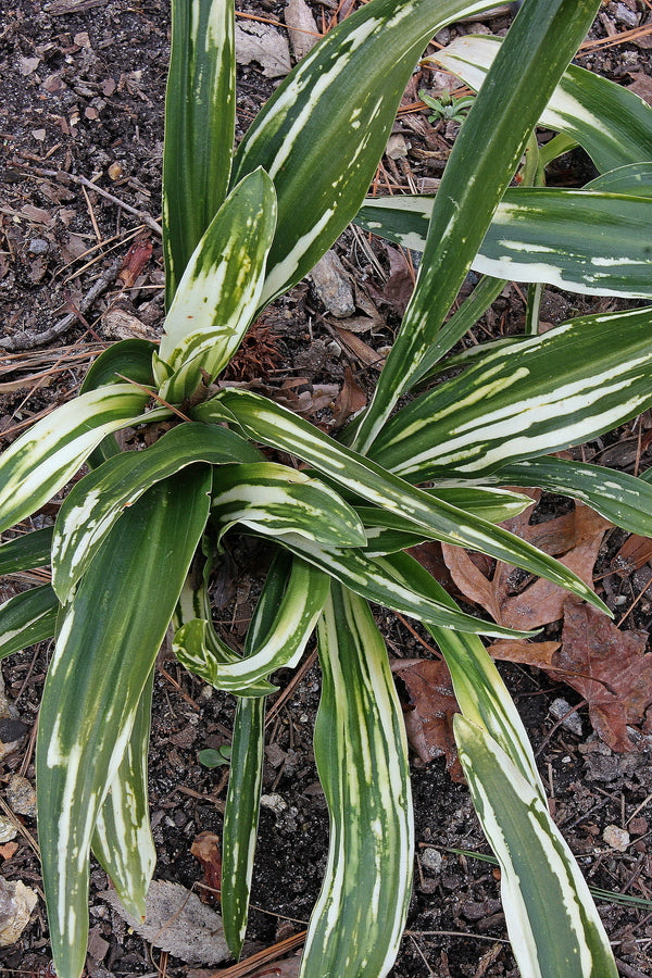 Image of Rohdea japonica 'Shiro Botan'|Juniper Level Botanic Gdn, NC|JLBG