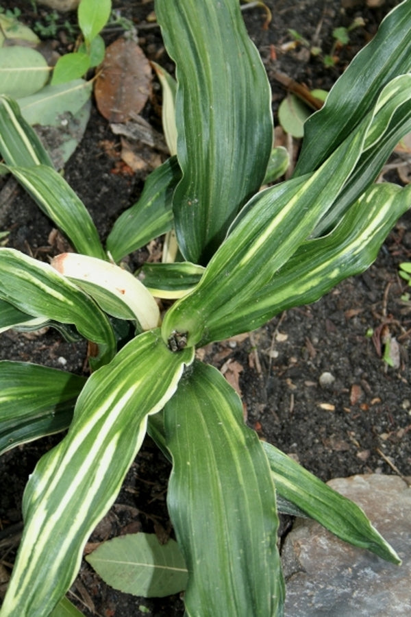 Image of Rohdea japonica 'Talbot Manor'|Juniper Level Botanic Gdn, NC|JLBG