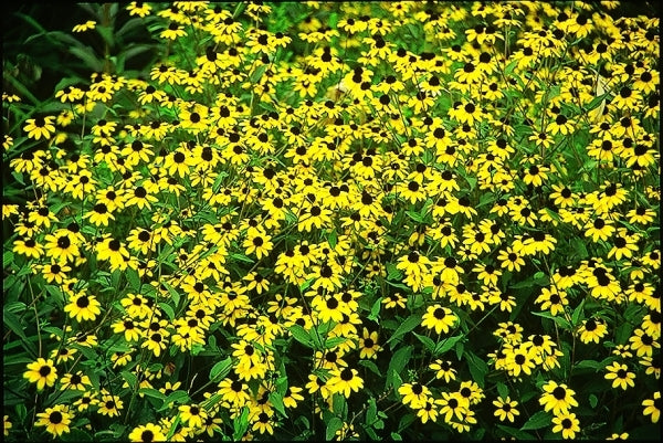 Image of Rudbeckia triloba|J.C. Raulston Arboretum, NC|