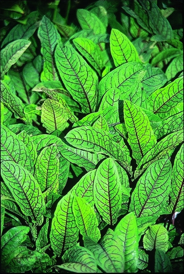 Image of Rumex sanguineus ssp. sanguineus|Juniper Level Botanic Gdn, NC|JLBG