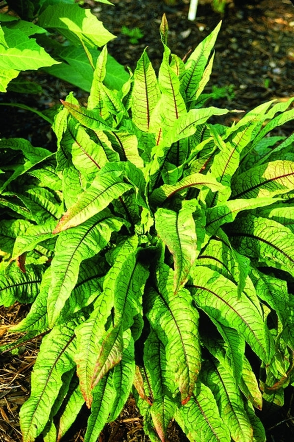 Image of Rumex sanguineus ssp. sanguineus|Juniper Level Botanic Gdn, NC|JLBG