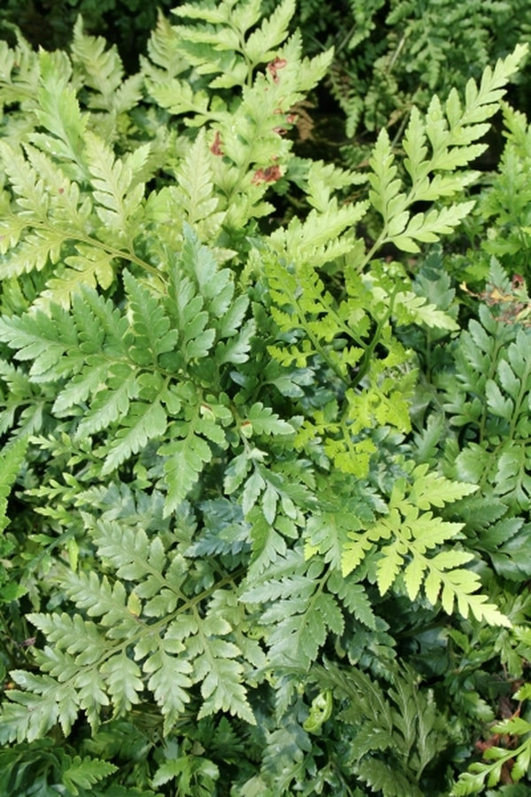 Image of Rumohra adiantiformis|Juniper Level Botanic Gdn, NC|JLBG