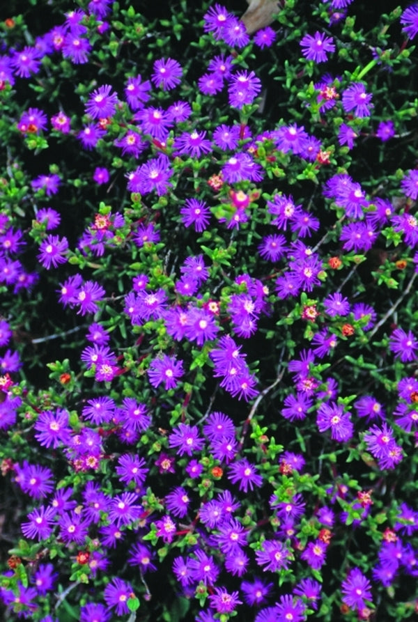 Image of Ruschia 'Calvinia Pink'|Juniper Level Botanic Gdn, NC|JLBG