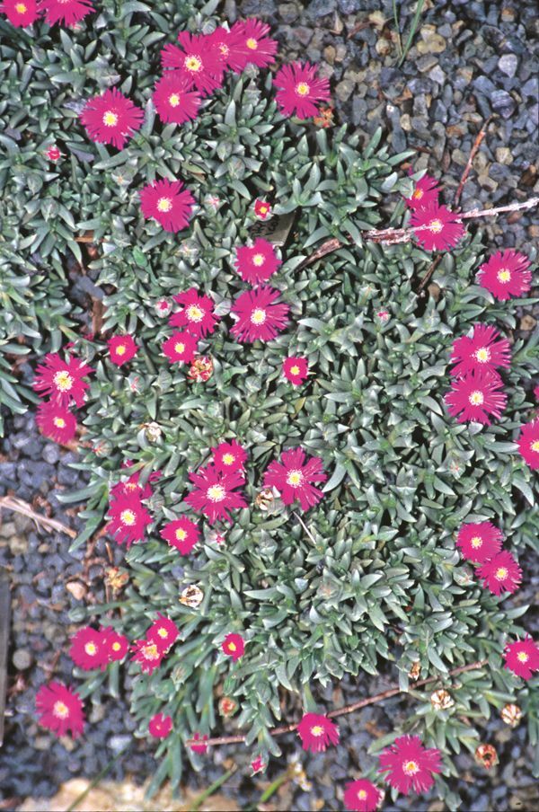 Image of Ruschia indurata|Juniper Level Botanic Gdn, NC|JLBG
