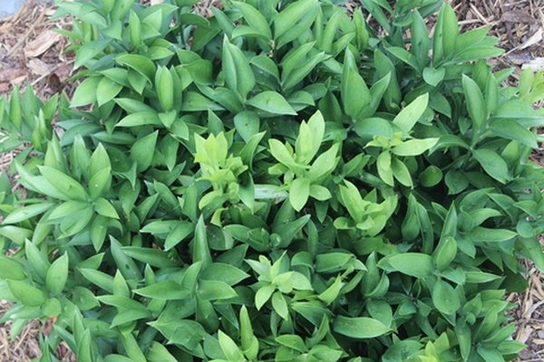 Image of Ruscus hypoglossum 'Mr. Lonely'|Juniper Level Botanic Gdn, NC|JLBG