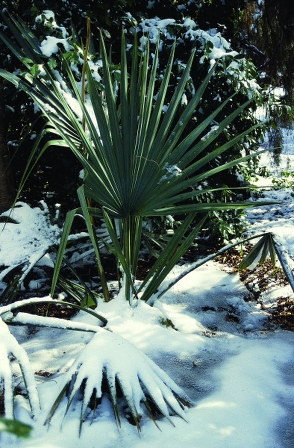 Image of Sabal minor|Juniper Level Botanic Gdn, NC|JLBG