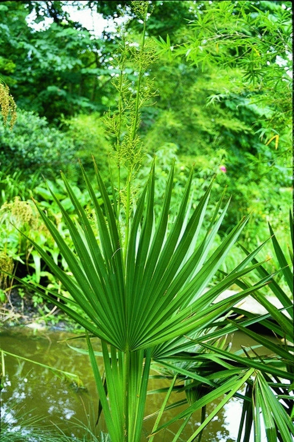 Image of Sabal minor|Juniper Level Botanic Gdn, NC|JLBG