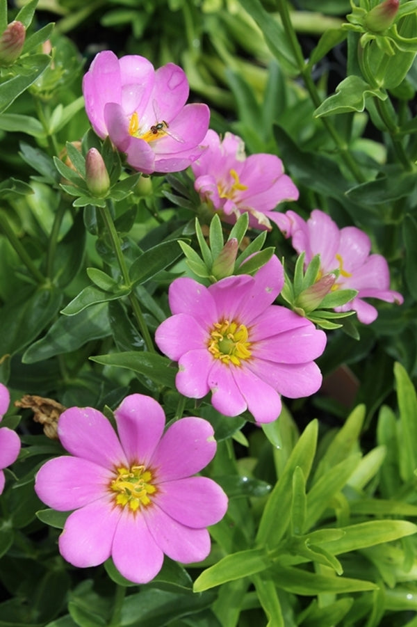 Image of Sabatia dodecandra var. foliosa|Juniper Level Botanic Gdn, NC|JLBG
