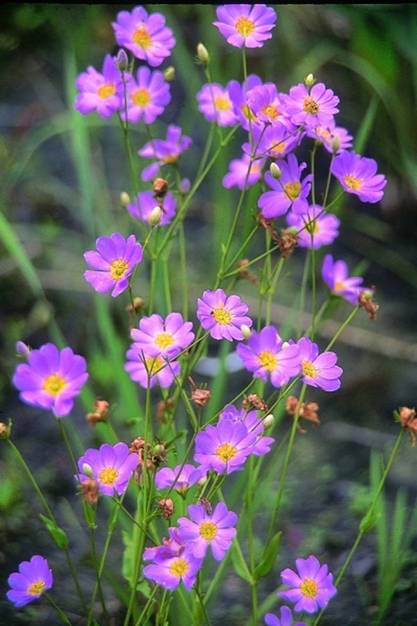 Image of Sabatia dodecandra|Juniper Level Botanic Gdn, NC|JLBG
