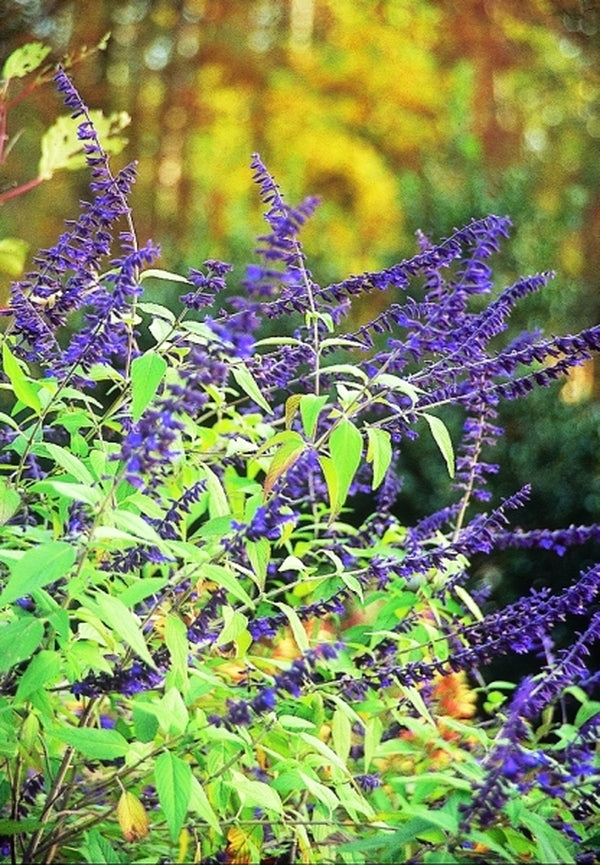 Image of Salvia 'Anthony Parker'|Juniper Level Botanic Gdn, NC|JLBG