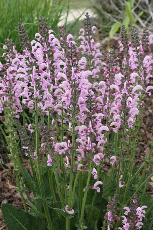 Image of Salvia 'Eveline' PP 14,905|Juniper Level Botanic Gdn, NC|JLBG