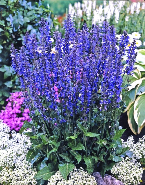 Image of Salvia 'Rhapsody In Blue' PP 15,148|Walters Gardens, MI|www.perennialresource.com