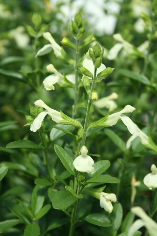 Image of Salvia 'Stampede Citron'taken at Juniper Level Botanic Gdn, NC by JLBG