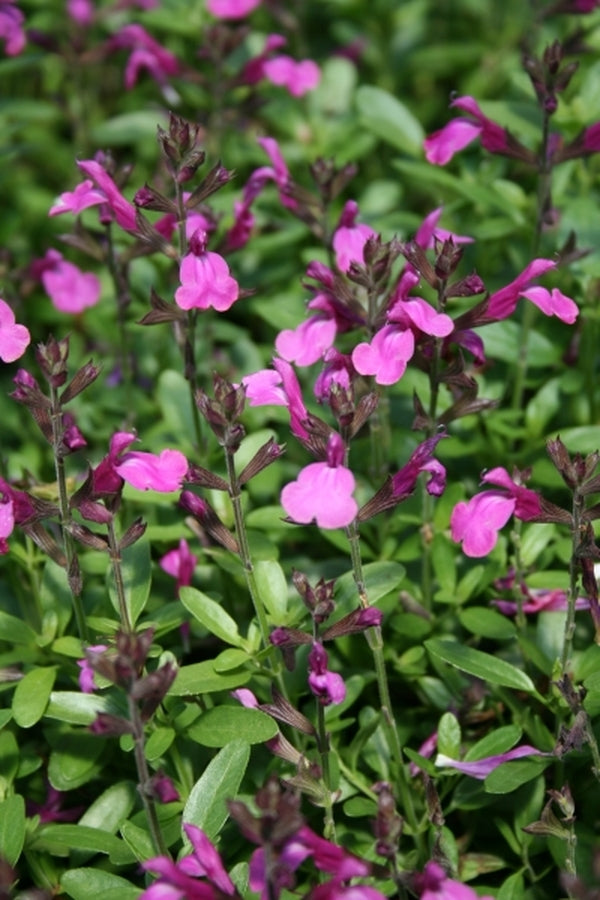 Image of Salvia 'Stampede Lavender'taken at Juniper Level Botanic Gdn, NC by JLBG