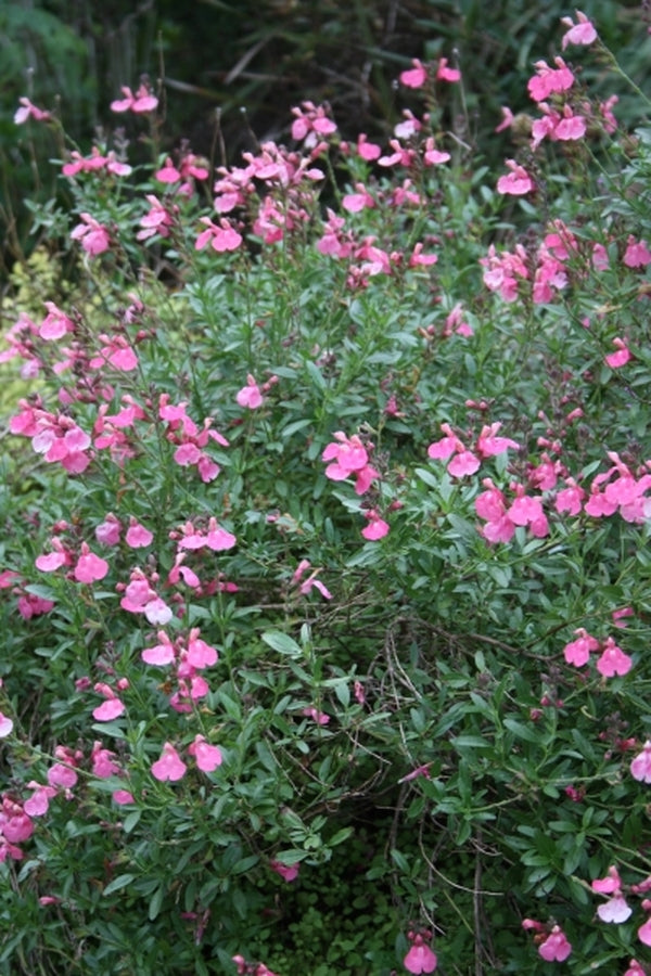 Image of Salvia 'Stampede Punch'taken at Juniper Level Botanic Gdn, NC by JLBG