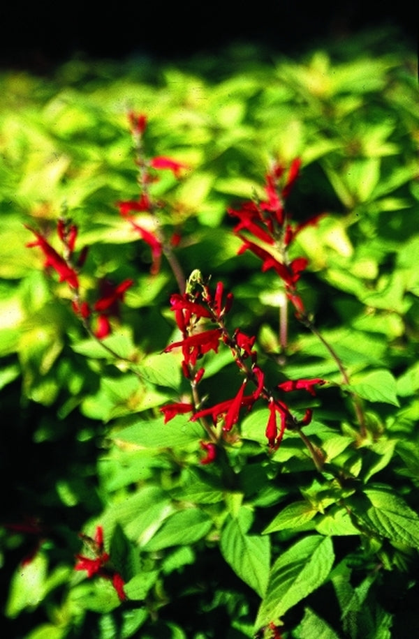 Image of Salvia elegans 'Golden Delicious' PP 17,977|Juniper Level Botanic Gdn, NC|JLBG