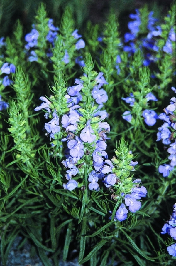 Image of Salvia engelmannii|Juniper Level Botanic Gdn, NC|JLBG