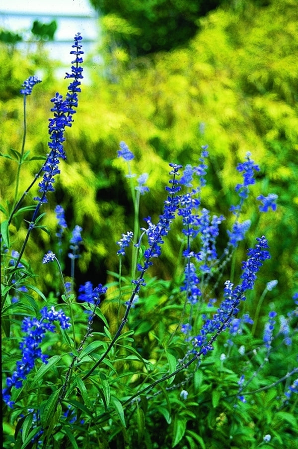 Image of Salvia farinaceataken at Juniper Level Botanic Gdn, NC by JLBG