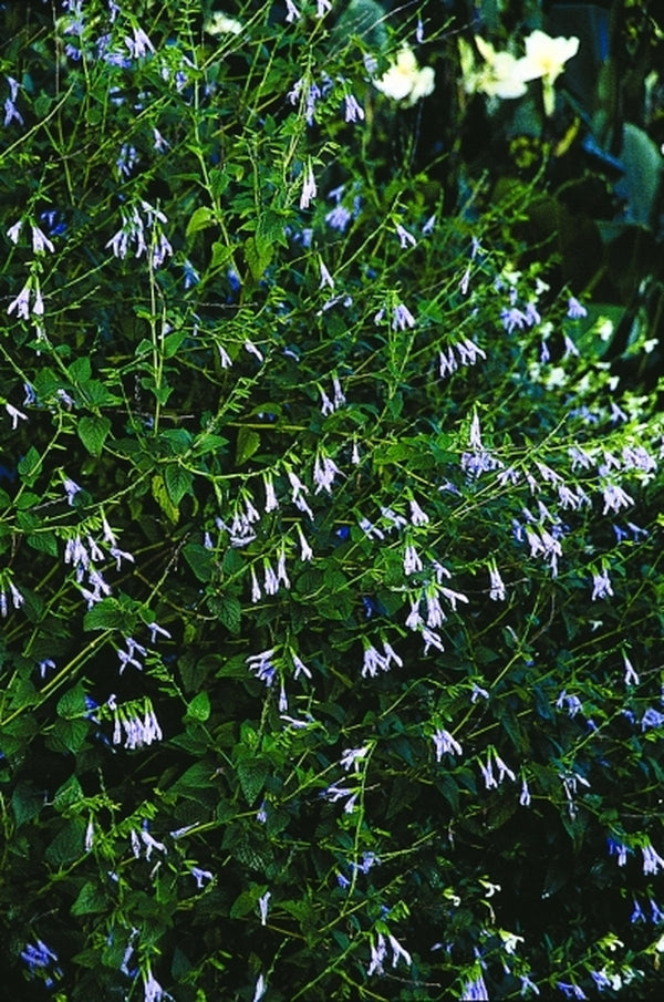 Image of Salvia guaranitica 'Argentina Skies'|Juniper Level Botanic Gdn, NC|JLBG