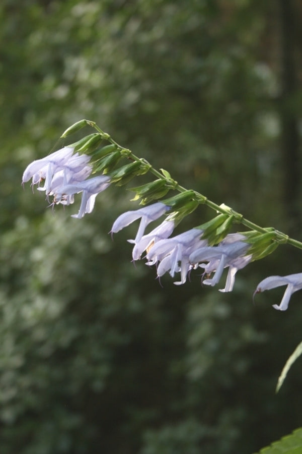 Image of Salvia guaranitica 'Argentina Skies'|Juniper Level Botanic Gdn, NC|JLBG