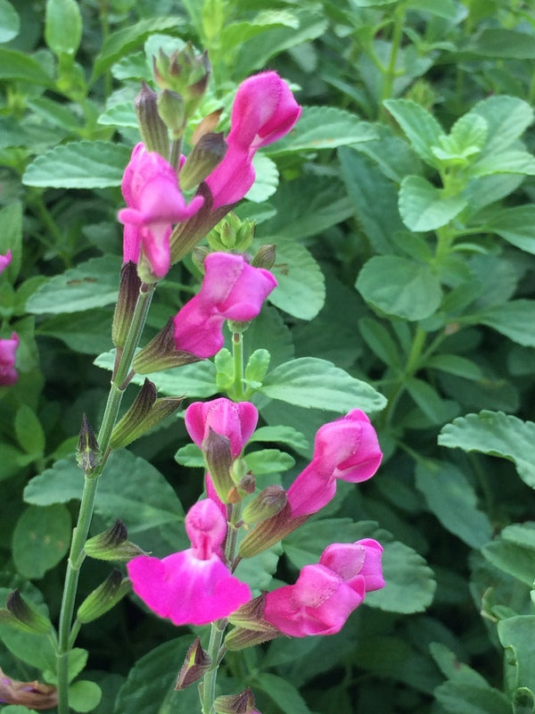 Image of Salvia x jamensis 'Sparkle' PP 24,154 by C. Hardison